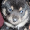 Photo de Luna, Shiba Inu