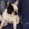Photo de Scoubi