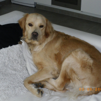 Photo de profil de Patto