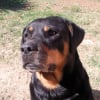 Photo de Orka
