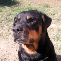 Photo de profil de Orka