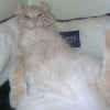 Photo de Amon