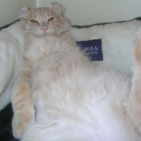 Photo de profil de Amon