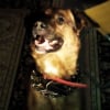 Photo de Simba