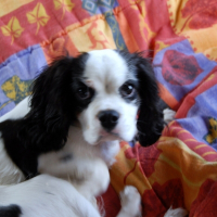 Photo de profil de Ducky des anges de la lyve