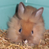 Photo de Biscuit