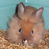Photo de profil de Biscuit