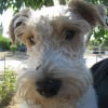 Photo de Coyotte, Fox Terrier