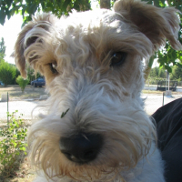 Photo de profil de Coyotte