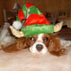 Photo de Canelle