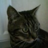 Photo de Minette, Ocicat