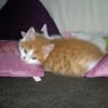 Photo de Caramel