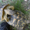 Photo de Eros, Tortue