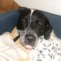 Photo de profil de Bandit