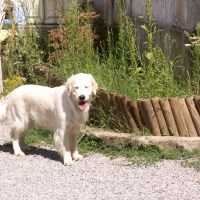 Photo de profil de Taïga