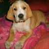 Photo de Scooby, Setter Anglais