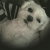 Photo de Vanille
