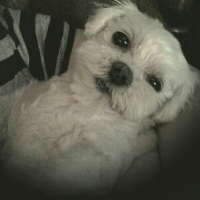 Photo de profil de Vanille