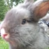 Photo de Pan-pan