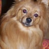 Photo de Sweety