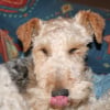Photo de Snoopy