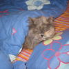 Photo de Nassia