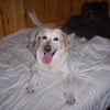 Photo de Rusty