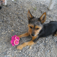 Photo de profil de Chouchou