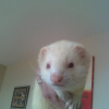 Photo de Chipie