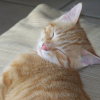 Photo de Gizmo