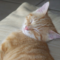 Photo de profil de Gizmo
