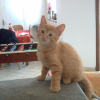 Photo de Chico