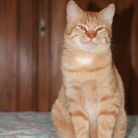 Photo de profil de Roukinou