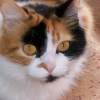 Photo de Tigresse