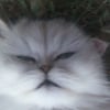 Photo de Calinette
