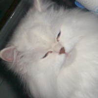 Photo de profil de Urson