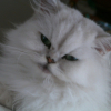 Photo de Virgule