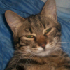 Photo de Misty