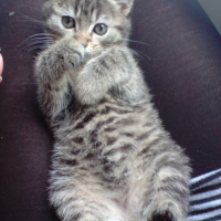 Photo de profil de Kaki