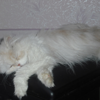 Photo de profil de Davidson