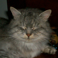 Photo de profil de Tazou