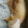 Photo de Djumbo, Furet
