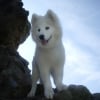 Photo de Diamond