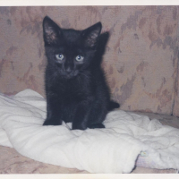 Photo de profil de Romeo
