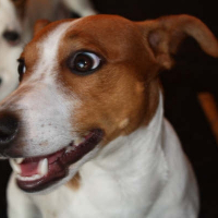 Photo de profil de Cacahuete