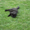 Photo de Shadow