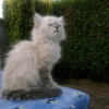 Photo de Saphira