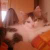 Photo de Bigoudi