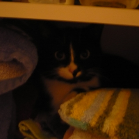 Photo de profil de Curieuse