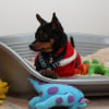 Photo de Blacky